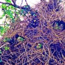 parrot nest