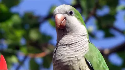 Everman Monk Parrot
